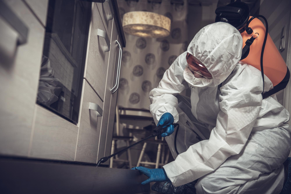 What Happens During a Professional Mold Inspection Service in North Olmsted